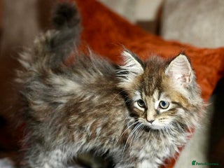 Maine Coon cats 💕XL Pure Maine Coon Kittens💕 - Advert 1