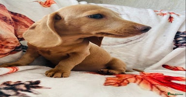 Miniature Dachshund dogs - Advert 8