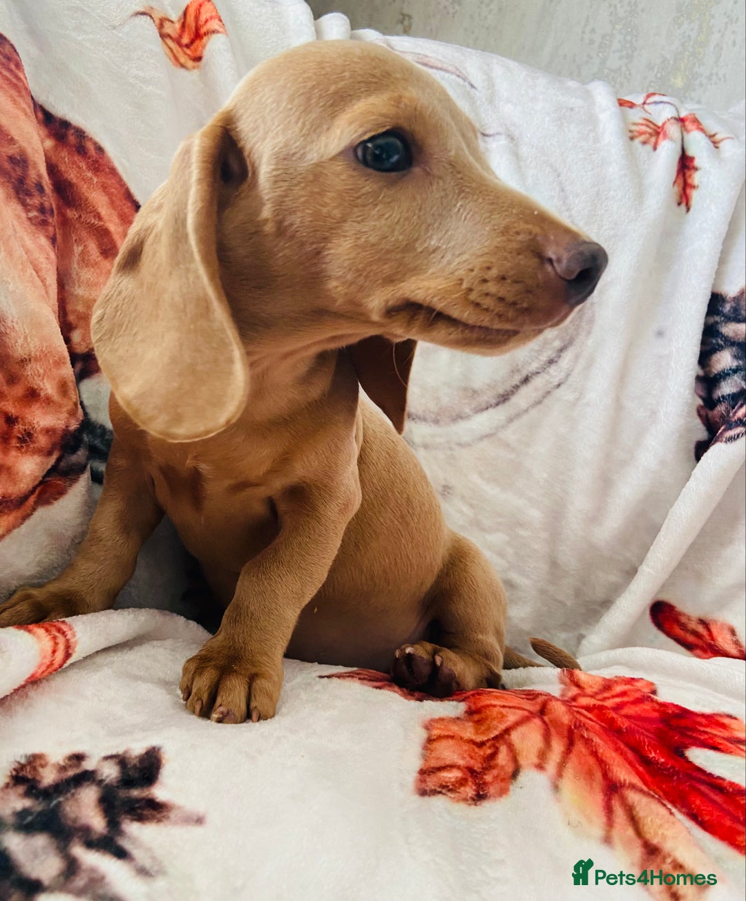 Miniature Dachshund dogs for sale: Miniature dachshunds - Image 3