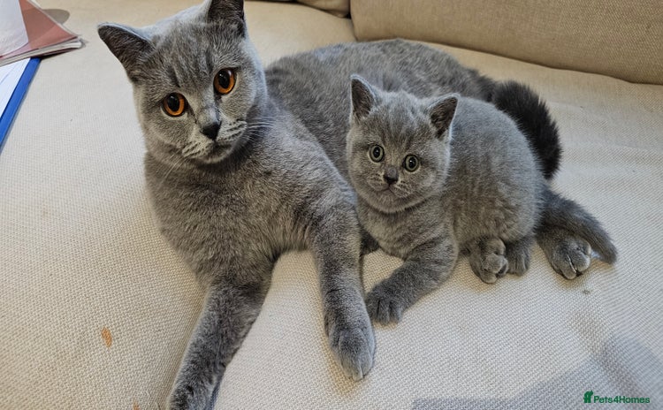 British Shorthair cats - Advert 2
