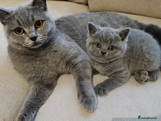 British Shorthair cats British Short Hair Kittens- 3 Blue 1 Lilac Left - Advert 13