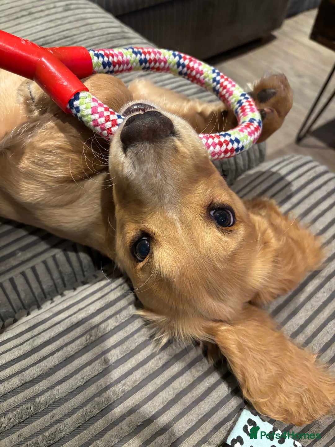 Cocker Spaniel dogs for sale: Male Working Cocker Spaniel - Advert 1