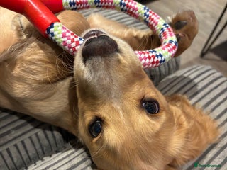 Cocker Spaniel dogs Male Working Cocker Spaniel - Advert 1