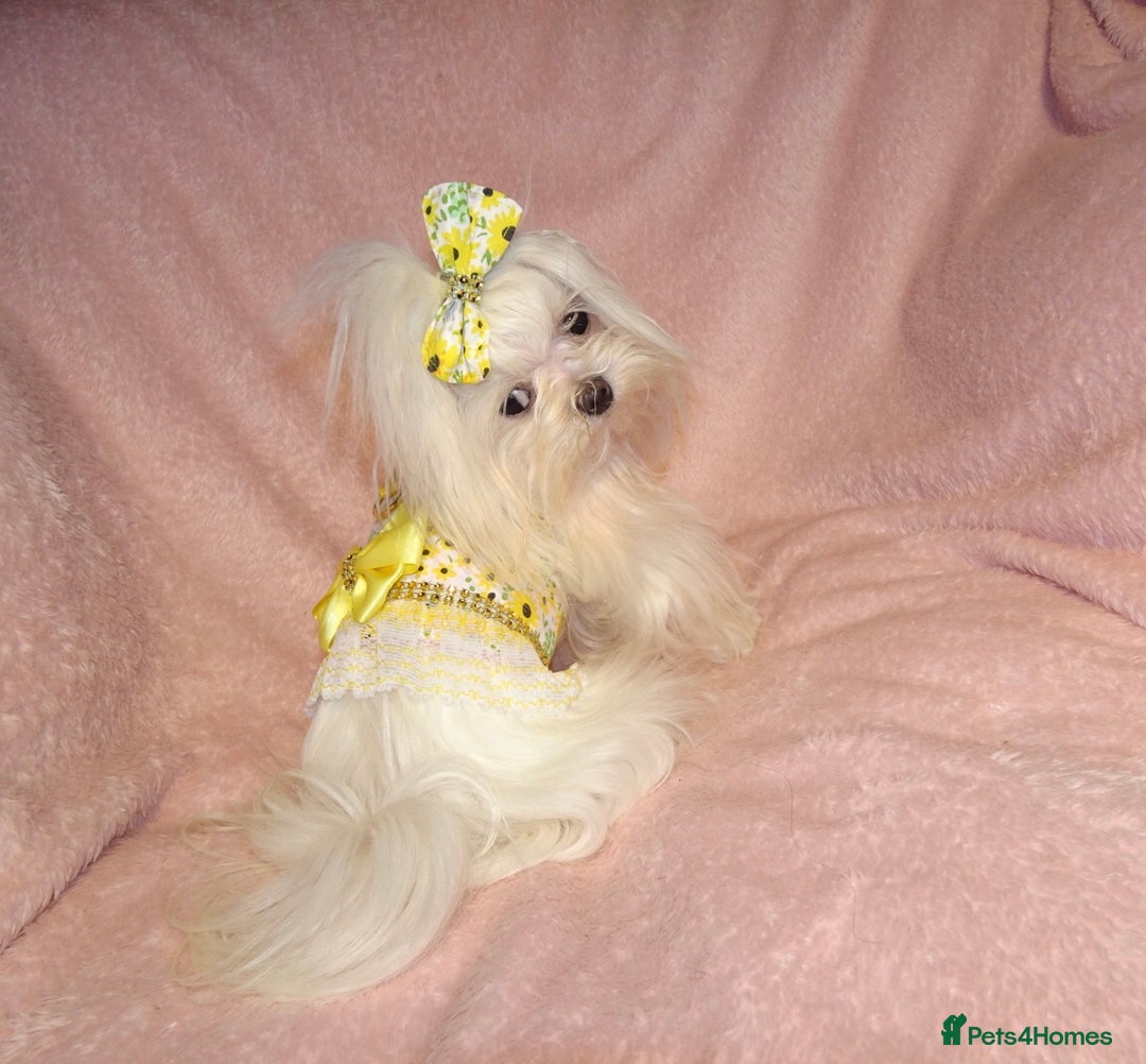 Maltipoo dogs for sale: **Micro Tiny F1 Maltese x Toy Poodle Maltipoo Pup* - Advert 13