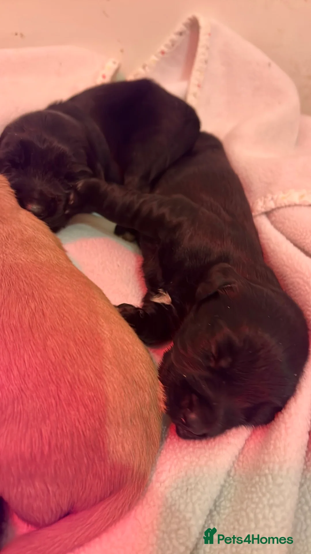 Cockerdor dogs for sale: Beautiful Cockerdors - Advert 11