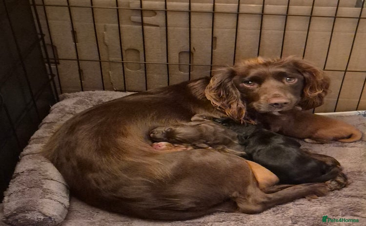 Mixed Breed dogs - Advert 11