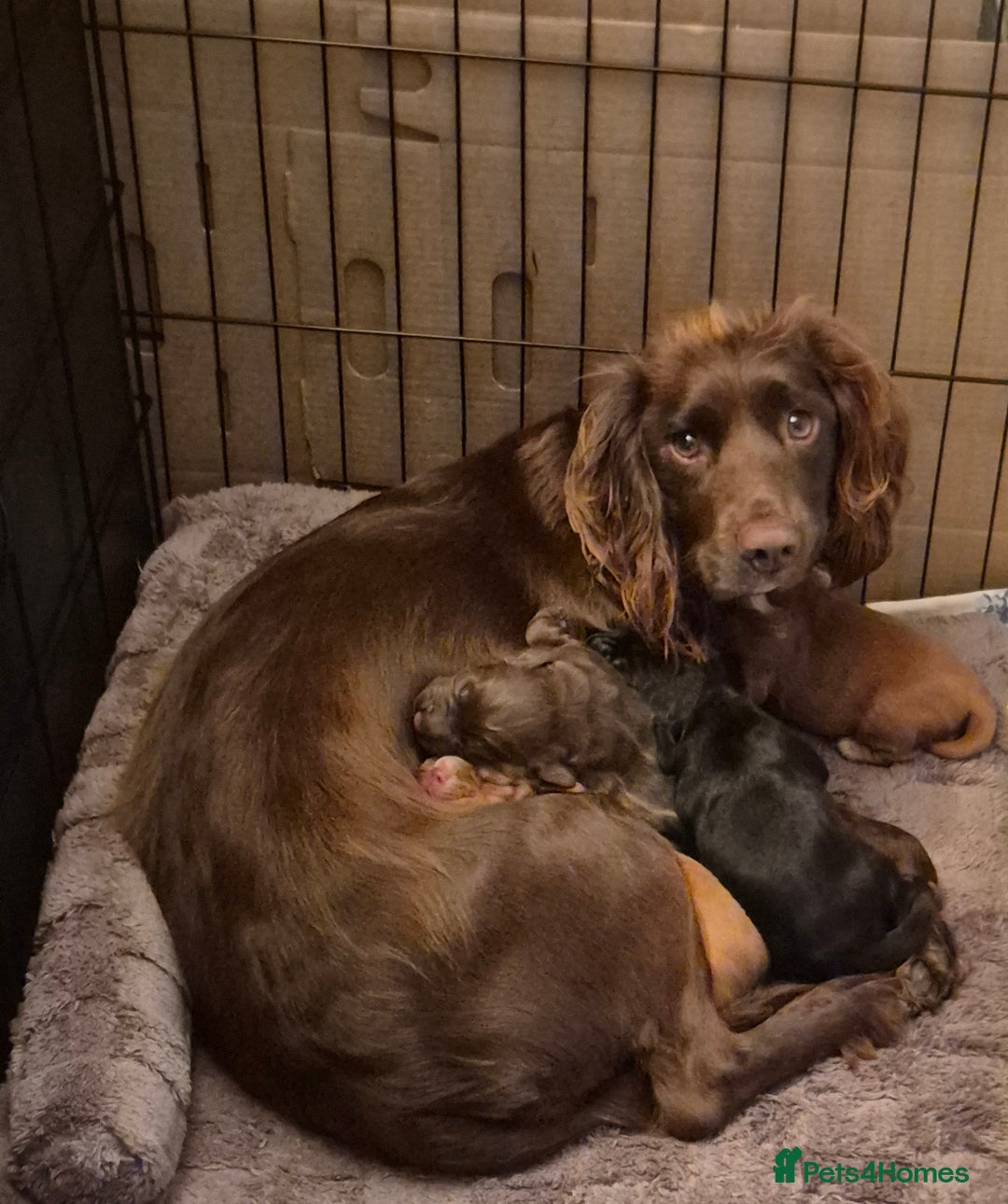 Mixed Breed dogs for sale: Gorgeous 3/4 cocker spaniels - Image 1