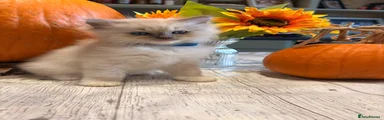 Ragdoll 1