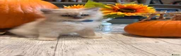 Ragdoll cats for sale: Beautiful litter of Ragdoll kittens - Advert 33
