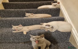 British Shorthair cats for sale: 💜GCCF Kittens Ready for Their Forever Homes!💜 - Image 25