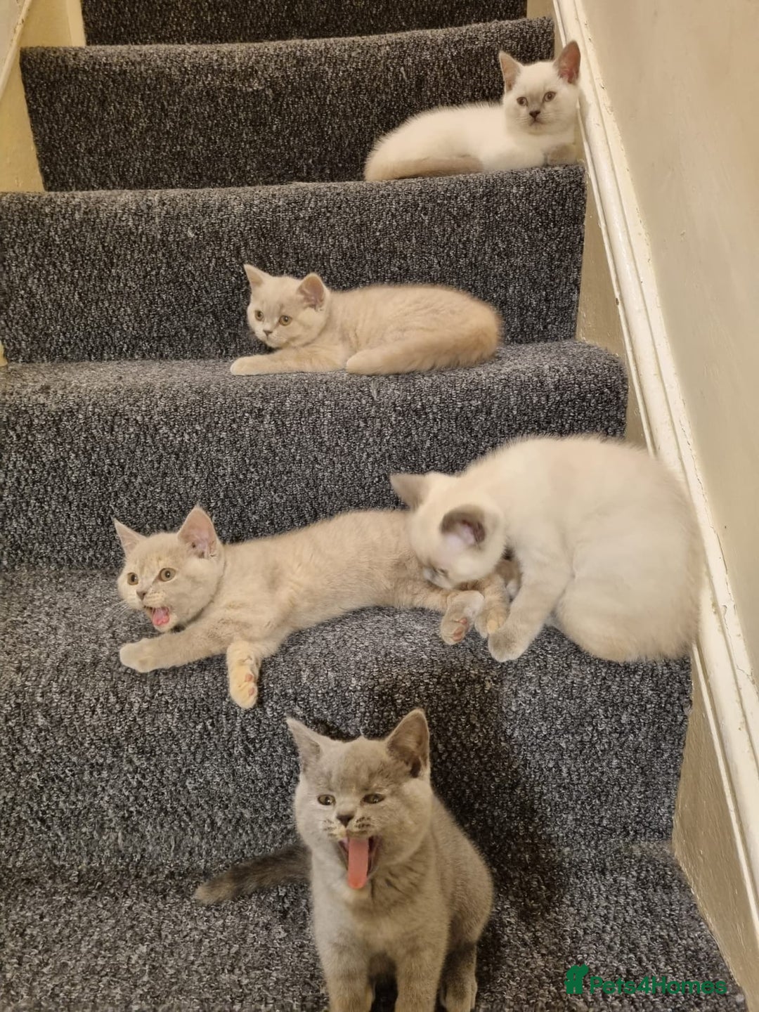 British Shorthair cats for sale: 💜GCCF Kittens Ready for Their Forever Homes!💜 - Image 25
