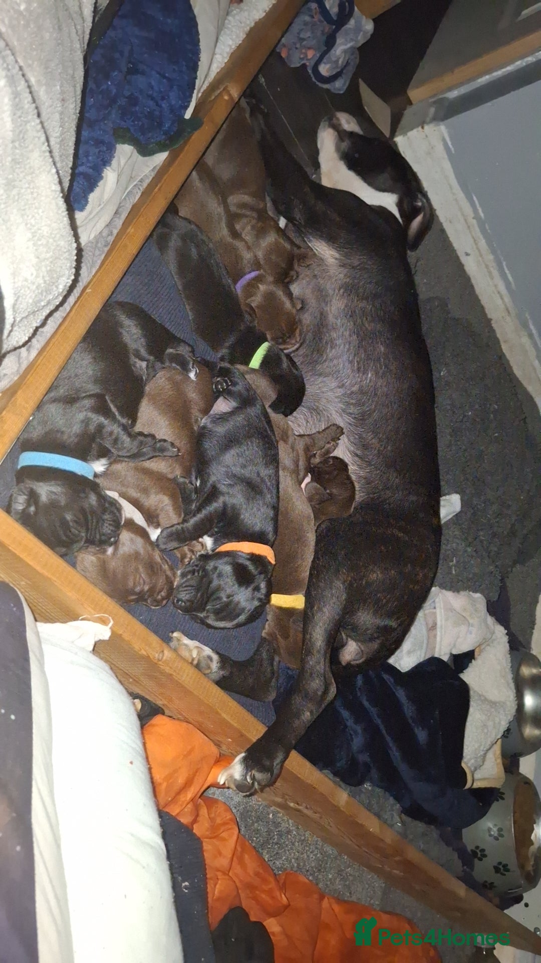 Mixed Breed dogs 🥰 Beautiful staffy x Cockapoo pups 🥰 - Advert 3