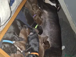 Mixed Breed dogs 🥰 Beautiful staffy x Cockapoo pups 🥰 - Advert 2