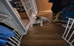 Mixed Breed dogs for sale: Urgent rehome for my 1 year old male  - Image 1