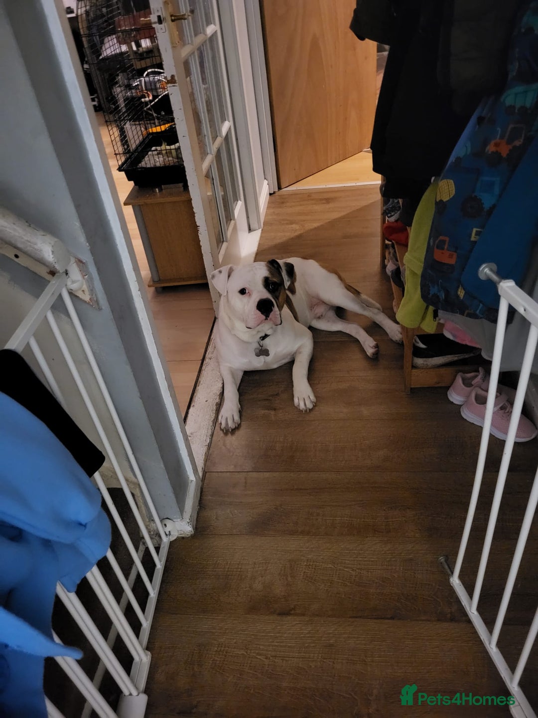 Mixed Breed dogs for sale: Urgent rehome for my 1 year old male  - Image 1