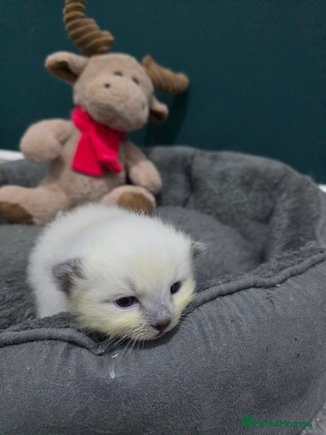 Ragdoll cats for sale: 💙 BLUEPOINT RAGDOLL BOY FOR SALE 💙 - Image 28