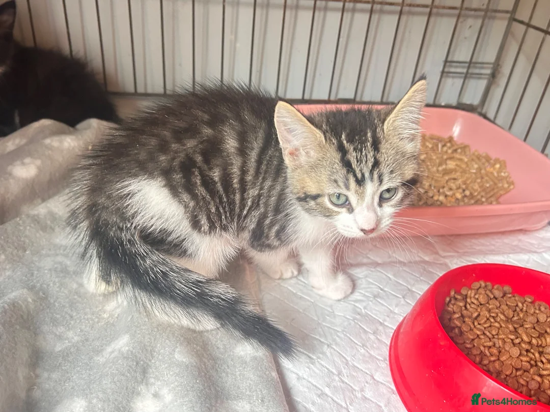 Mixed Breed cats for sale: Siamese x ragdoll x Maine coon kittens  - Advert 2