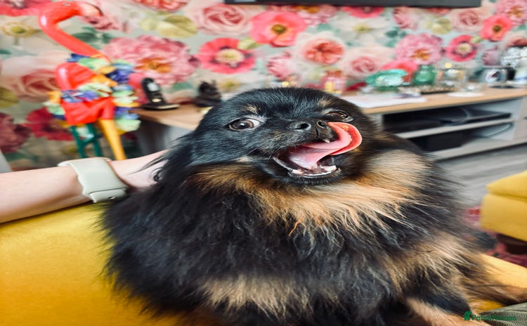 Pomeranian dogs - Advert 2