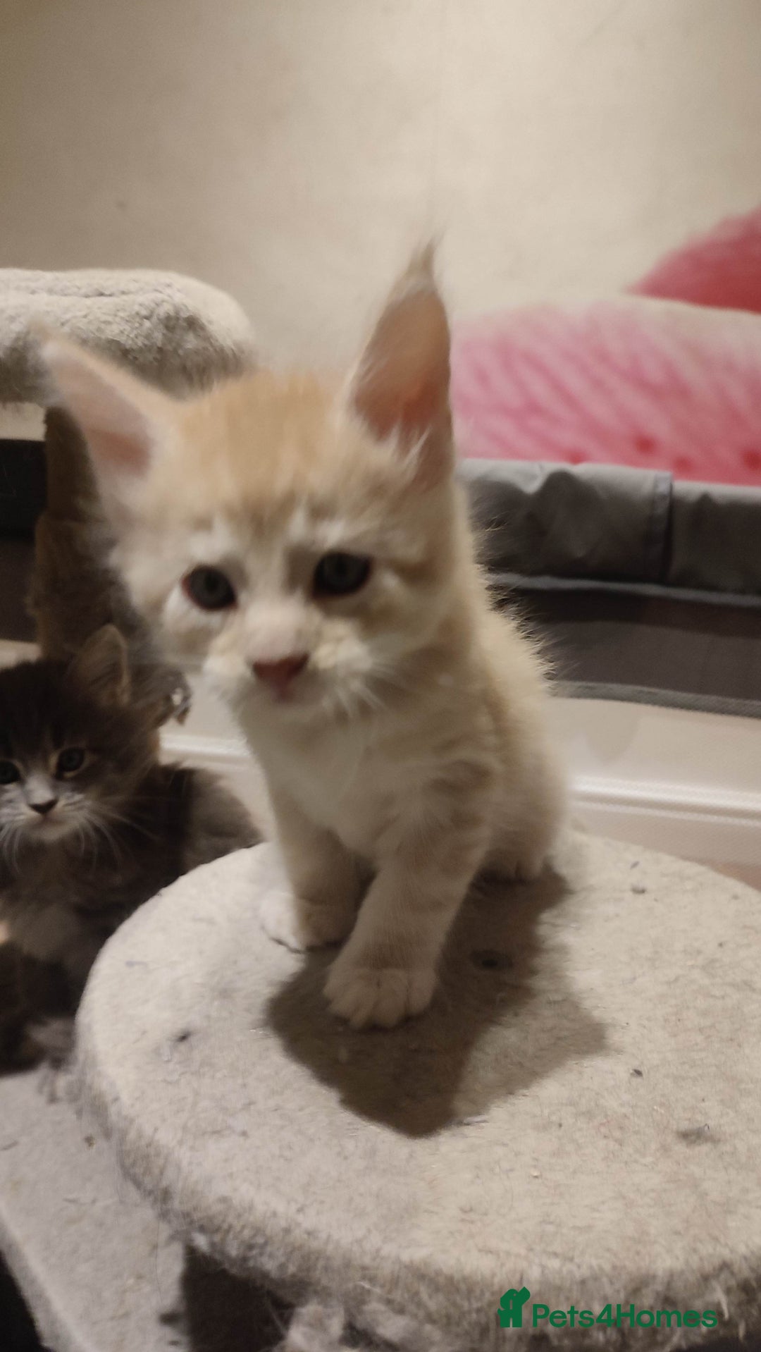 Maine Coon cats for sale: Adorable Maine coons - Image 9