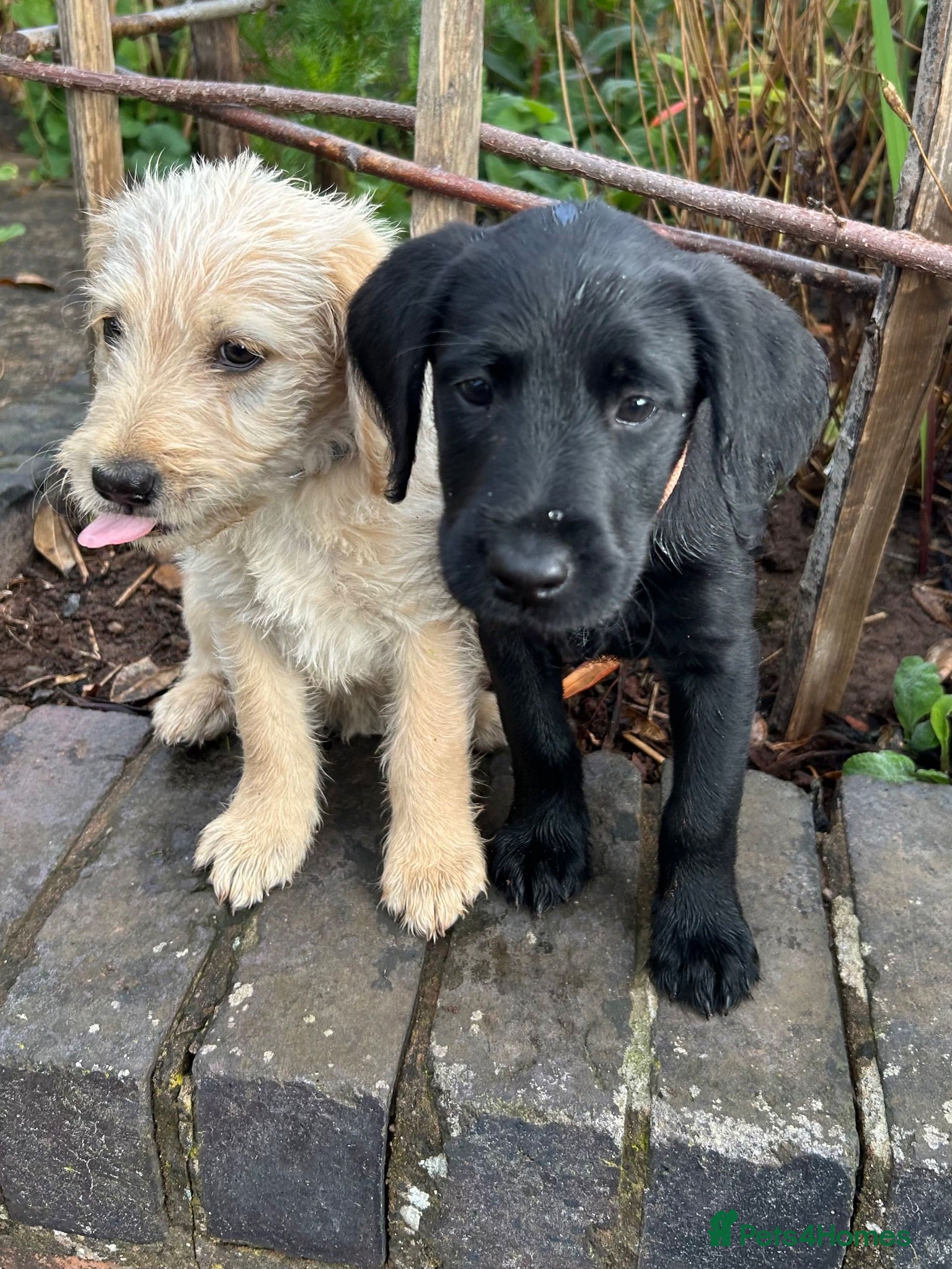 Labradoodle dogs *last two girls remaining* F1b labradoodles. - Advert 1