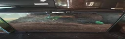 Tarantulas invertebrates for sale: tarantulas, Scorpions, Geckos,bugs and snails. - Advert 31