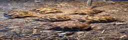 Hermann Tortoise reptiles for sale: HERMANNS TORTOISE YOUNGSTERS UK BRED AUTUMN 2025  - Advert 4