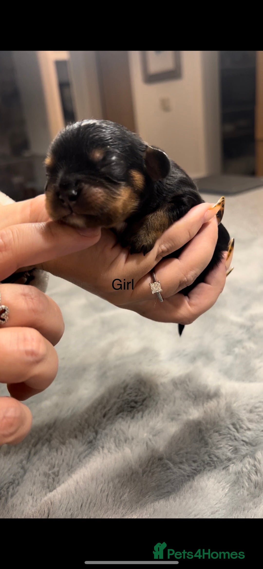 Cavalier King Charles Spaniel dogs for sale: Chocolate Kc reg cavalier King Charles - Advert 8