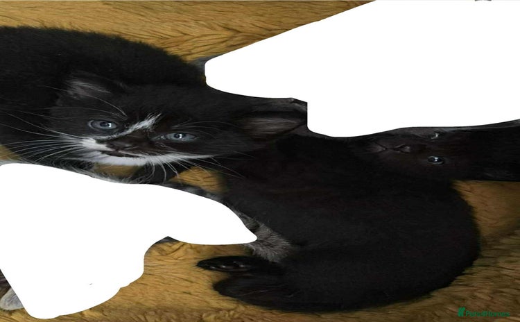 Mixed Breed cats - Advert 7