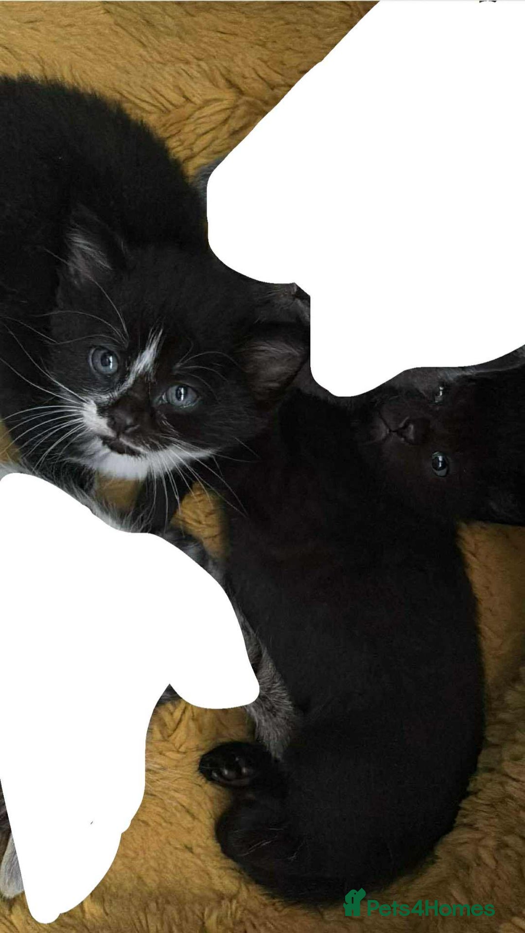 Mixed Breed cats for sale: FEMALE KITTENS FOR SALE £100 EACH - Image 1