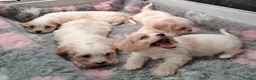 Cavapoo dogs for sale: Beautiful Cavapoo's for sale - Advert 3