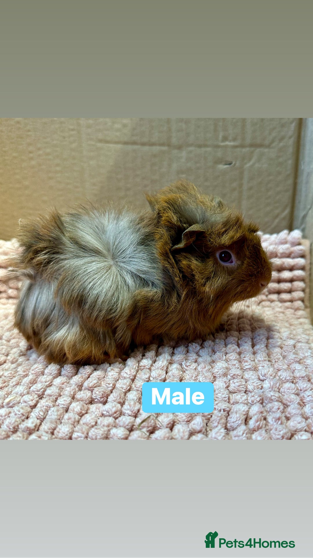 Guinea Pig rodents for sale: Young Guinea pigs  - Advert 21