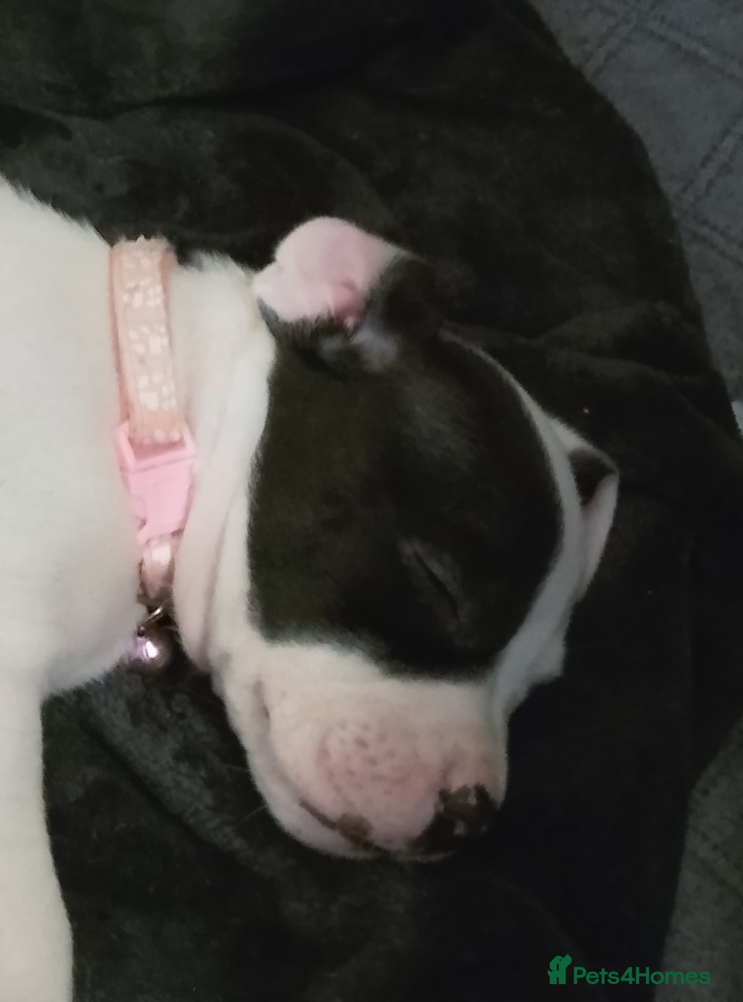Staffordshire Bull Terrier dogs for sale: Staffie puppies for sale  - Image 9