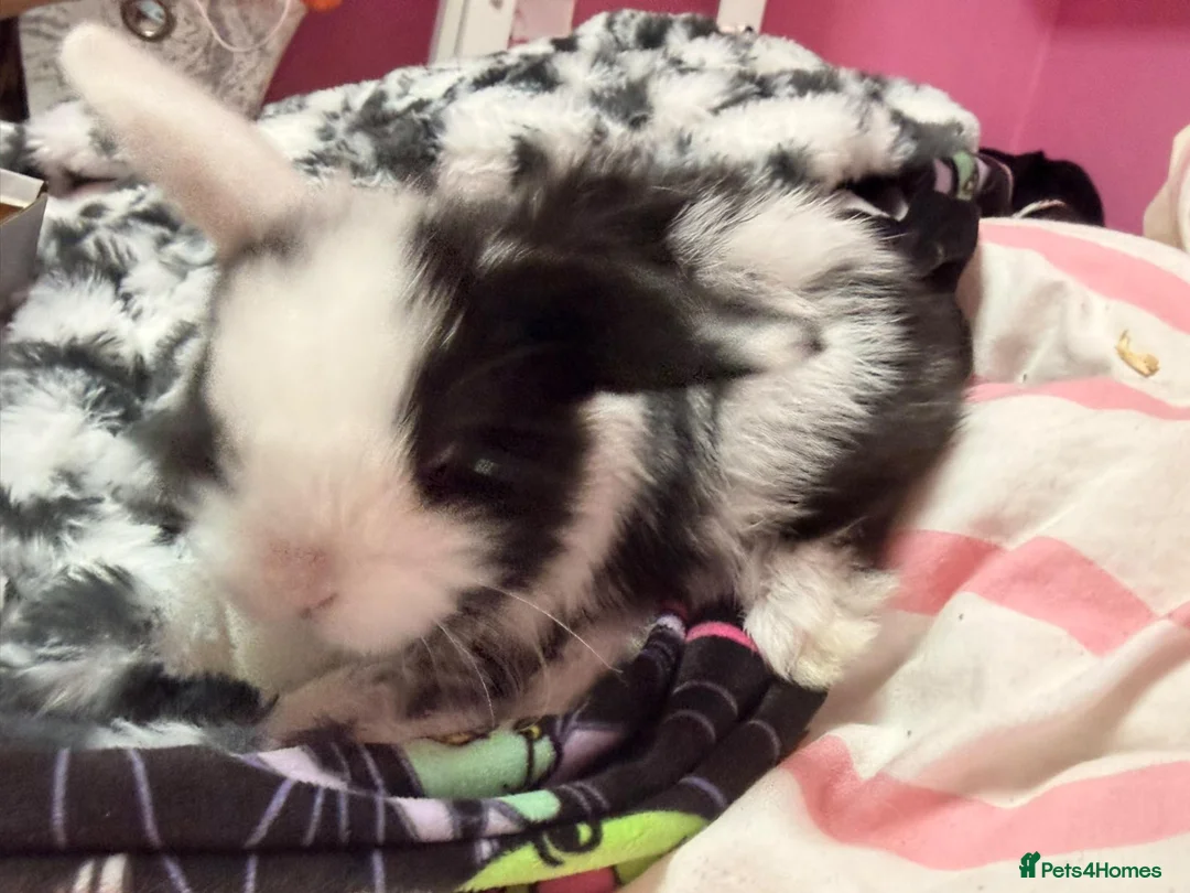 Mini Lop rabbits for sale: Pure bred mini lops in Glasgow - Advert 2