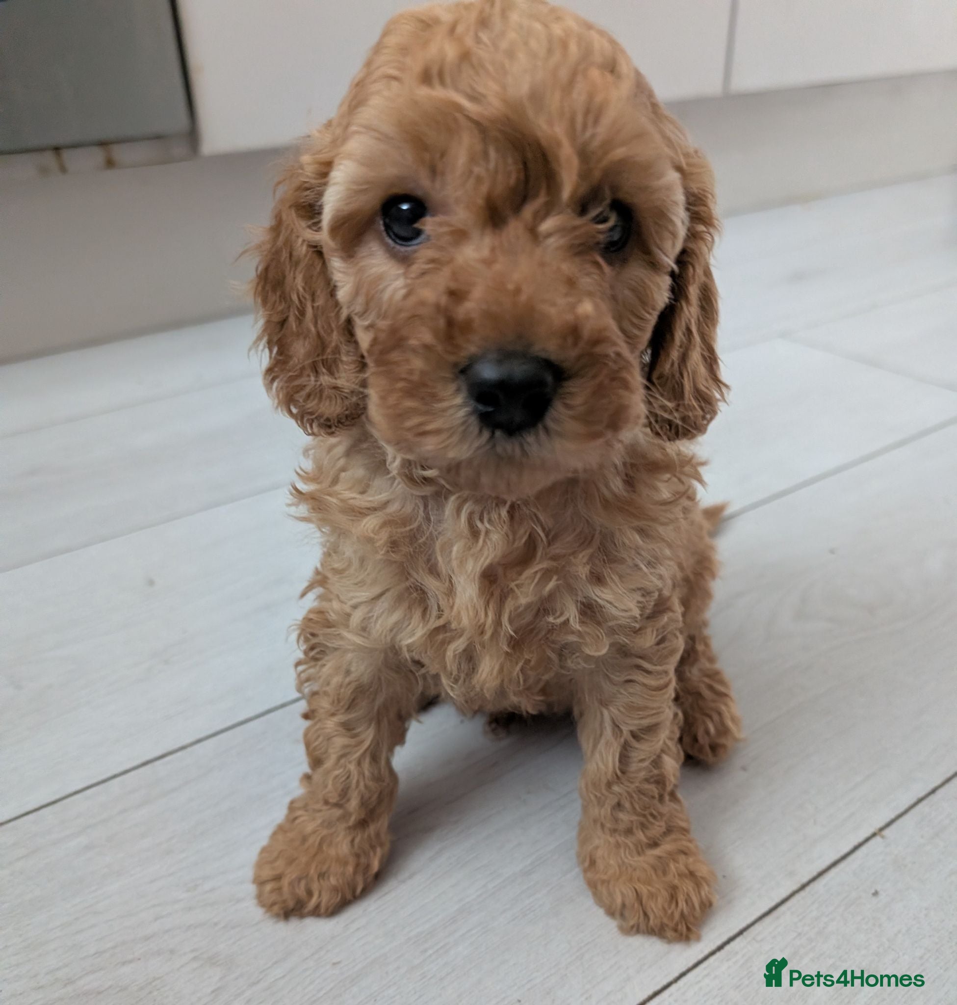 Cockapoo dogs Toy cockapoo. One little boy back up for sale   - Advert 6