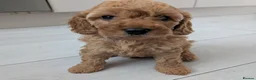 Cockapoo dogs for sale: Toy cockapoo. A little boy left. Ready 6th Aug - Advert 1