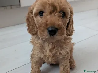 Cockapoo dogs Toy cockapoo. A little boy left. Ready 6th Aug - Advert 1