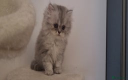 Persian cats for sale: BEAUTIFUL PERSIAN KITTEN GIRL DOLLFACE FOR SALE - Image 1