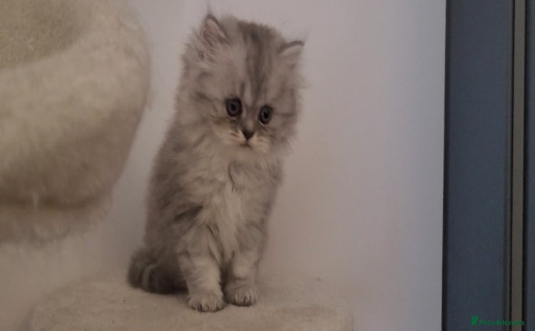 Persian cats - Advert 2