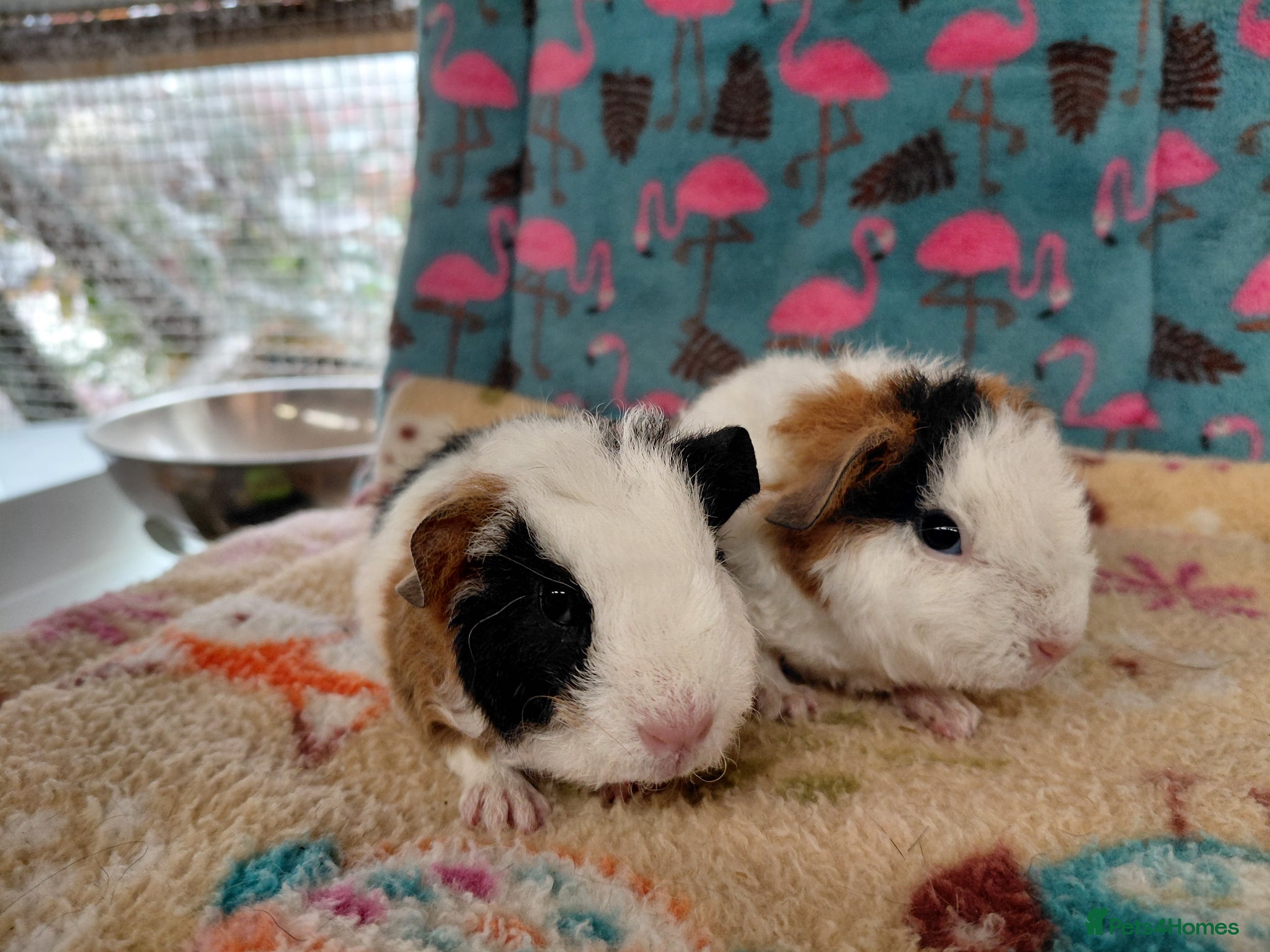 Guinea Pig rodents Baby Boars In Different Breeds  - Advert 16