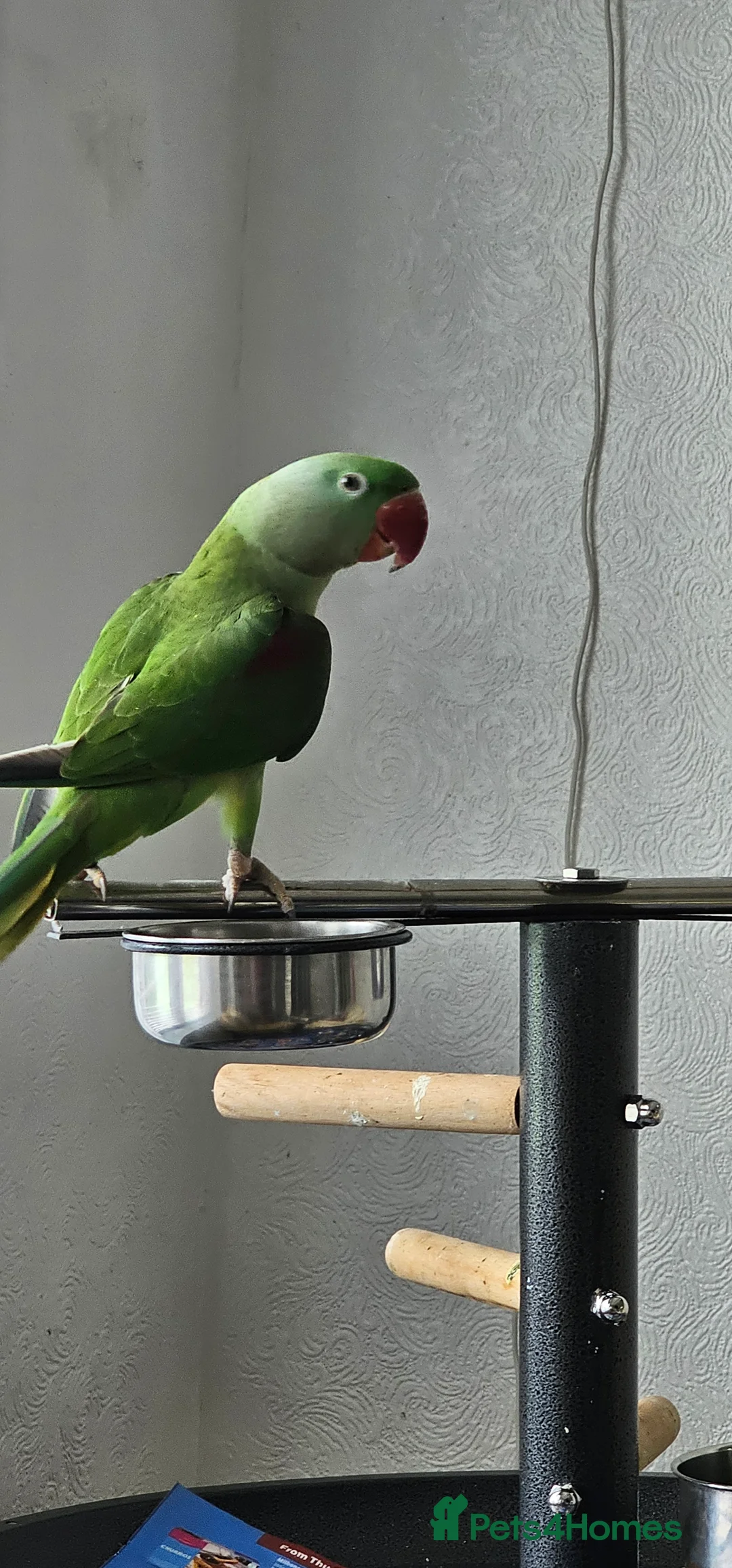 Parrots birds for sale: Alexandrine male baby parrot  in Peterborough - Advert 2