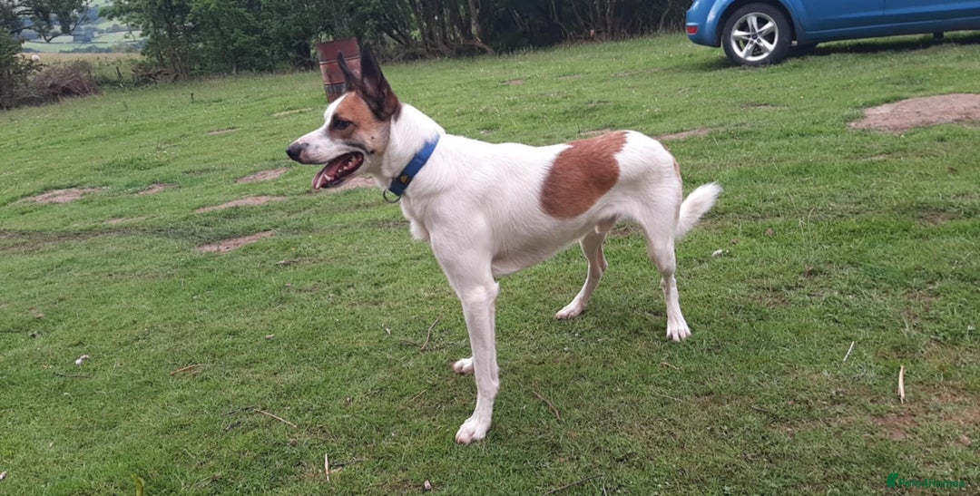 Border Collie dogs for sale: Border Collie in Leominster - Image 1
