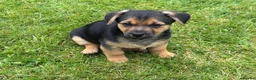 Jack Russell dogs for sale: Jack Russell puppies  - Advert 15