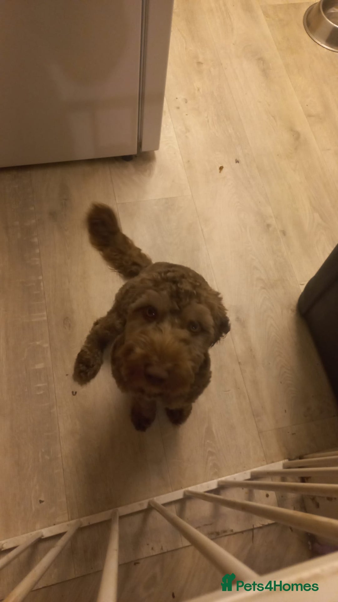 Cockapoo dogs for sale: Miniature Cockapoo - Image 1