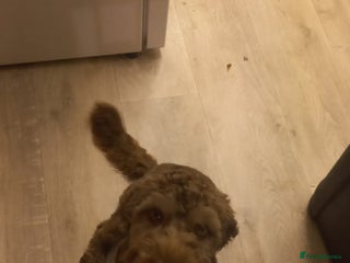 Cockapoo dogs - Advert 1