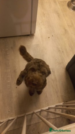 Cockapoo dogs - Advert 1