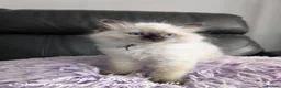 Ragdoll cats for sale: Stunning GCCF REG PEDIGREE RAGDOLLS - Advert 13