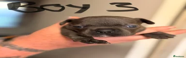 Mixed Breed Puppy 3
