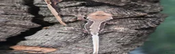 Gecko reptiles for sale: Lily white crested geckos - Advert 8