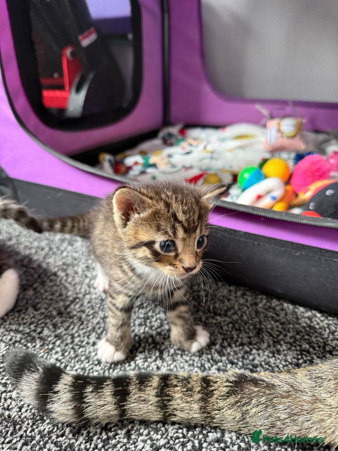 Bengal cats for sale: 3 female and 1 male kitten  - Image 4