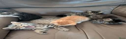 Mixed Breed cats for sale: Beautiful playful kittens in Taunton - Advert 5